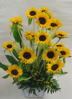 ����ԁ@���ԃA�����W/�Ђ܂��o�X�P�b�g�k